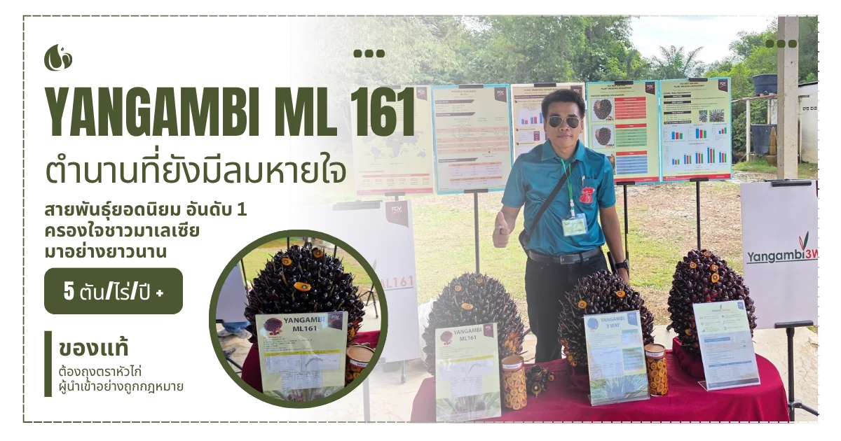 ยังกัมบิ ML161 - พันธุ์ปาล์มน้ำมัน